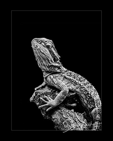 The Dragon's Lair (Perfect Score, Stamford Photography Club 2019)
